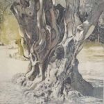 Oelbaum